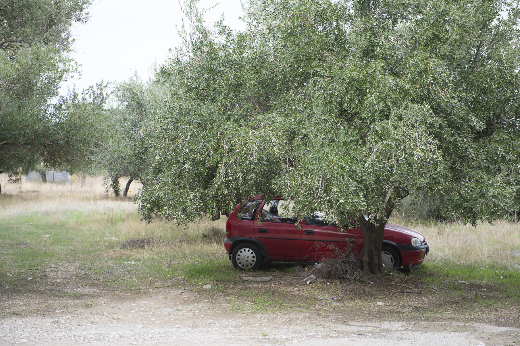 Bil i skuggan under ett olivträd på Rhodos