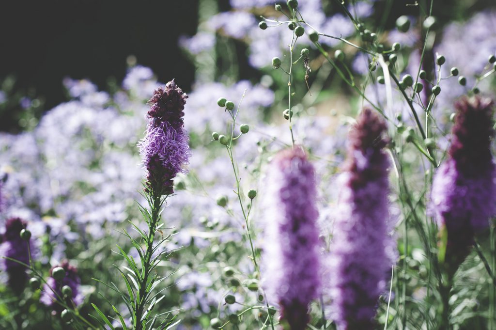 Blommor i Drömparken i Enköping